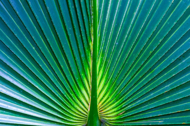 istock Striped texture of green palm leaf, natural background 1922977937