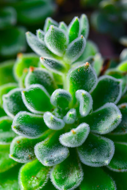 istock (Echeveria setosa, Crassulaceae) -fleshy succulent plant with fluffy leaves from the collection 1922979397