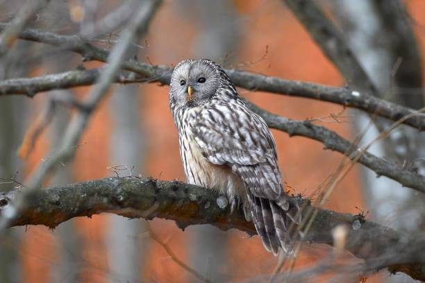 istock Ural owl in natural habitat (Strix uralensis) 1922983063