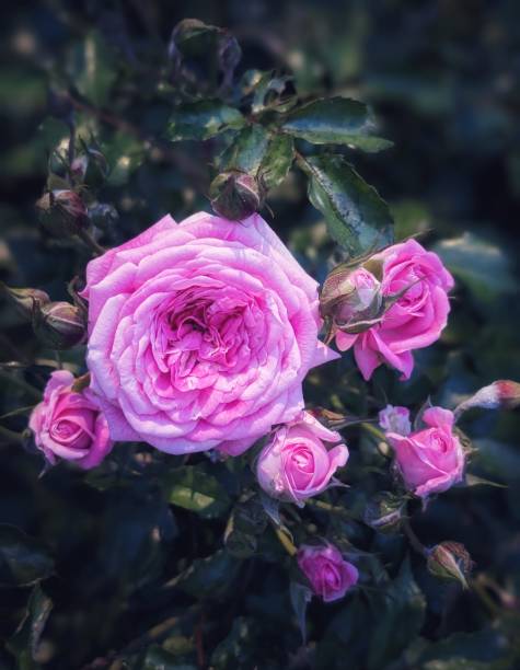 istock Hybrid Tea Roses in Bloom 1922985802