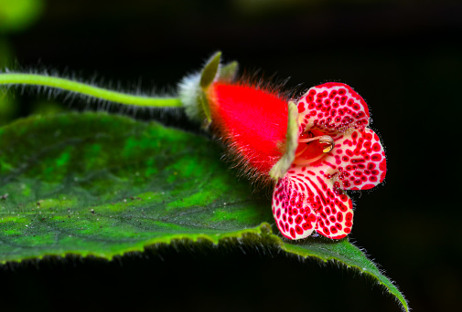 Kohleria amabilis - fluffy red flower of an ornamental plant in the collection of a botanical garden, Ukraine