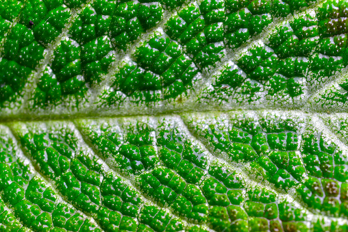 Close up of a leaf.