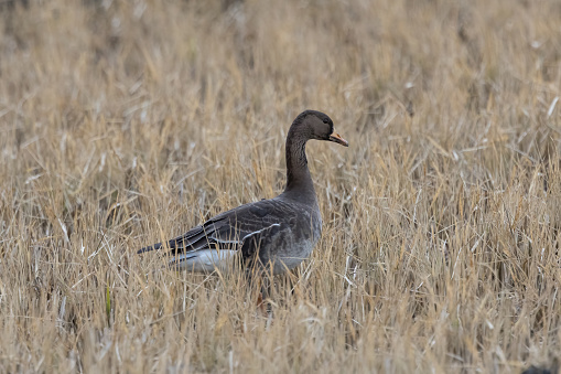 Greater white-fronted goose in a winter rice paddy.