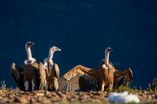 Eurasian griffon vulture with spread wings in the wild. Copy space.