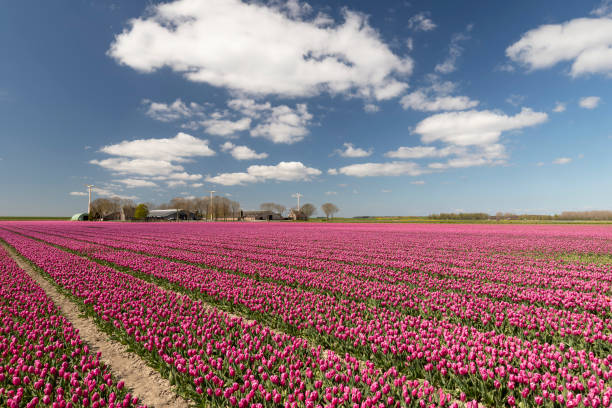 campo de tulipanes cerca de almere en flevoland. - almere fotografías e imágenes de stock