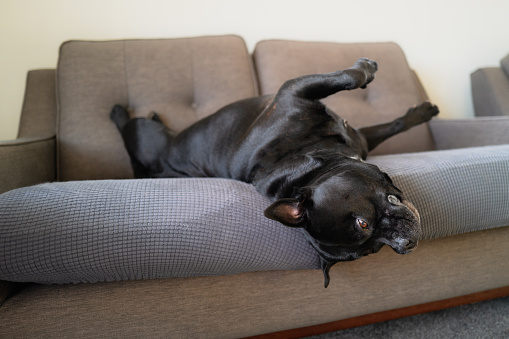 Staffordshire Bull Terrier dog lying on his back on a sofa with pet cushion covers. His head in hanging and his front paws are in the air. He is relaxed.