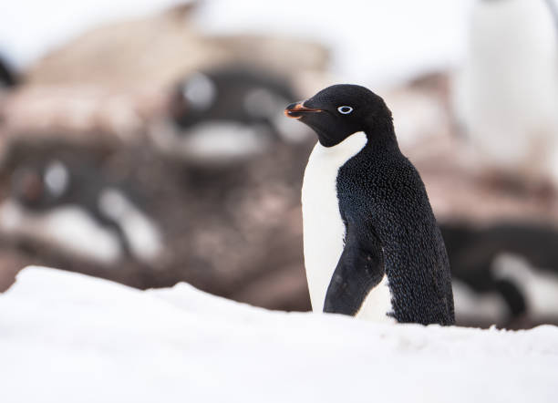 istock Adelie Penguin near it's Rookery 1923036215