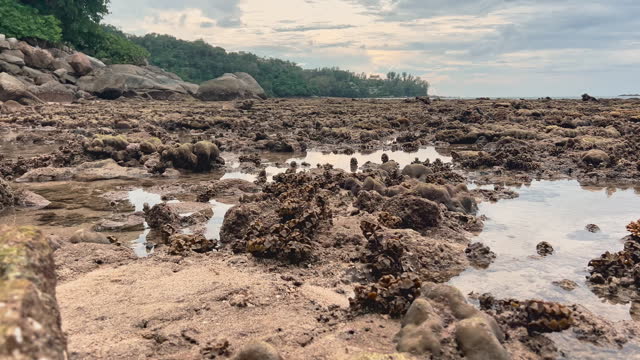 exposed reefs at low tide, corals of unusual shape, the resulting pool among corals at low tide, the coast of Thailand