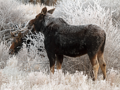 A pair of Shiras' Cow Moose grazing on twigs in East Central Idaho.