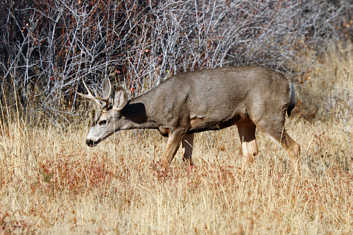 Mule Deer Buck in East Central Idaho.