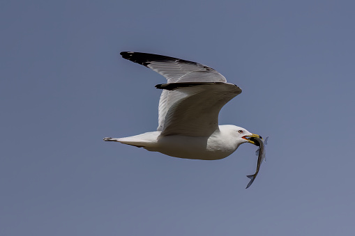 The American herring gull or Smithsonian gull (Larus smithsonianus or Larus argentatus smithsonianus) in flight with fish