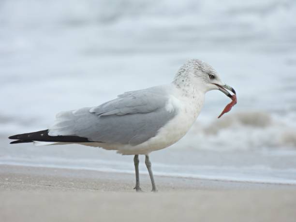 istock Ring-billed Gull (Larus delawarensis) - foraging in the Atlantic Ocean 1923055919