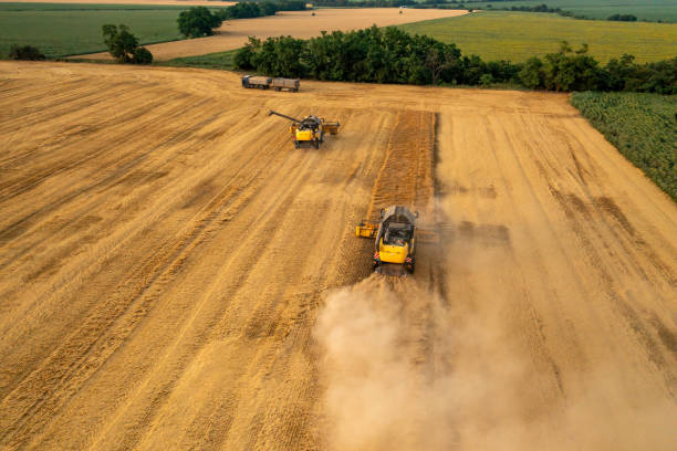 istock Combine harvester with unload pile cuts dry wheat in farm field 1923056690