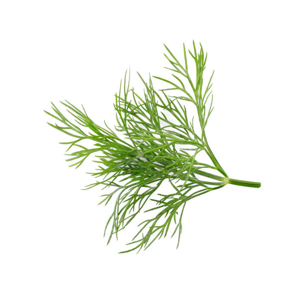 istock Sprig of fresh dill isolated on white, top view 1923058121