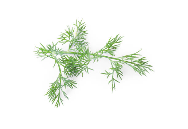 young fresh leaves of dill isolated on a white background