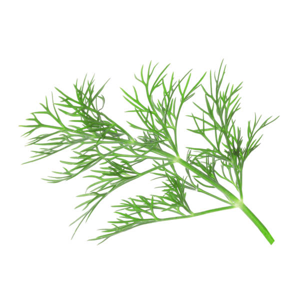 istock Sprig of fresh dill isolated on white 1923058790