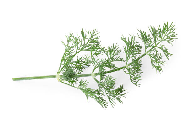 istock Sprig of fresh dill isolated on white, top view 1923059831