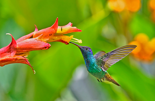 A Golden-Tailed Sapphire Hummingbird is seen about to extract nectar from a yellow and red flower.  The bird is in flight near the flower.  The beak is near the flower.  The bird is in flight with its wings open and tail flared backwards.  The belly of this small hummingbird has many shades of green.