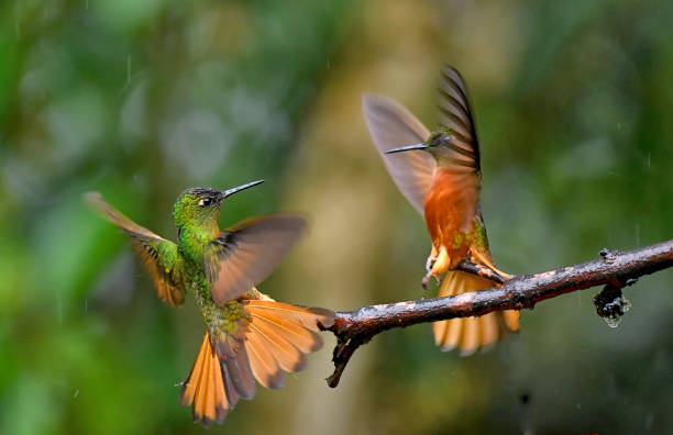istock Chestnut-breasted coronet fighting in the rain 1923067268