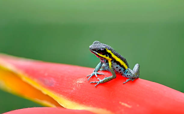 istock A vulnerable Ameerega Pongoensis 