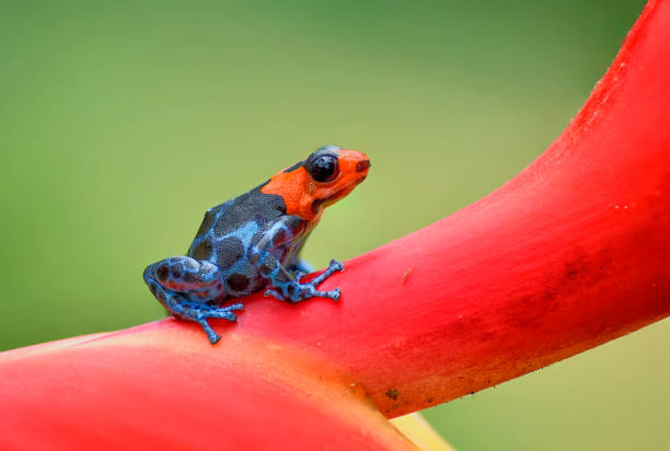 istock Blessed poison frog, Ranitomeya Benedicta 