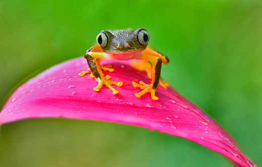 Agalychnis Hulli frog frog is seen on a pink flower with raindrops.  The frog is resting on the blades of the flower.  Raindrops can be seen on the blades.  This uncommon frog species is suffering from habitat loss in parts of its range. Its natural habitats are lowland tropical rainforests at elevations up to 450 m (1,480 ft) above sea level.  It is a very pretty frog with colors of orange, green red and black.