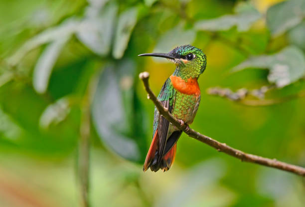 istock Gould's jewelfront hummingbird perching on a branch up close 1923072125