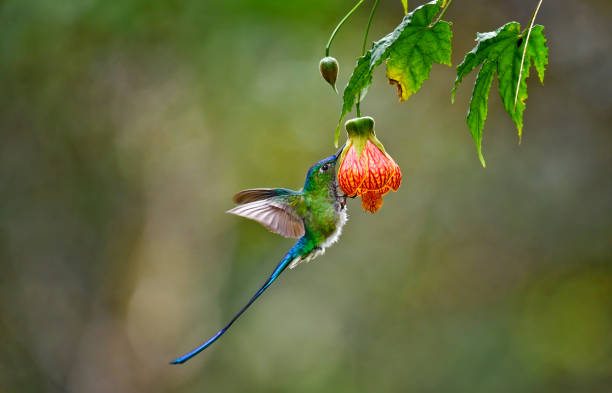 istock A long-tailed sylph in flight at a Redvein Chinese lantern flower 1923072647