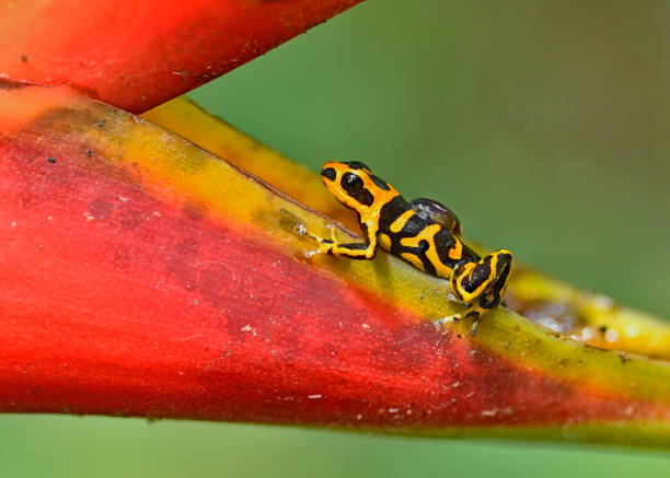 istock Endangered Ranitomeya Summersi 