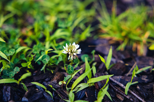 A single white flower blooms among a lush bed of green foliage in a vibrant summer garden