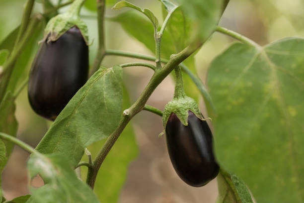 istock Small ripe eggplants growing on stem outdoors 1923076242