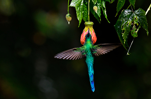 A long-tailed sylph is seen in flight extracting nectar from a Redvein Chinese lantern flower (abutilon pictum).  The long-tailed sylph (Aglaiocercus kingii) is a species of hummingbird in the \