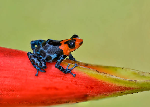 istock A Blessed poison frog, Ranitomeya Benedicta 