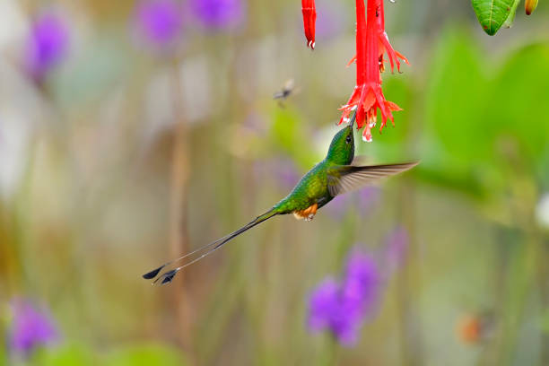istock Peruvian racket-tail about to extract nectar from a red flower in a natural flower garden 1923077986