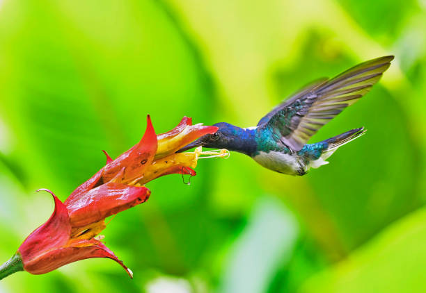 A White-Necked Jacobin is seen at a red and yellow flower.  The beak of the small colorful hummingbird is in the flower.  The focus and contrast are very sharp.  There are palm leaves in the background which are out of focus.  The wings of the small hummingbird are fully extended towards the back.