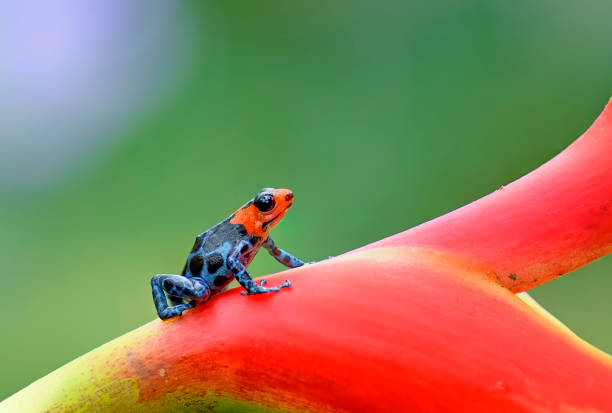 istock Blessed poison frog, Ranitomeya Benedicta 