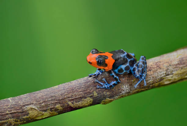 istock Blessed poison frog, Ranitomeya Benedicta 