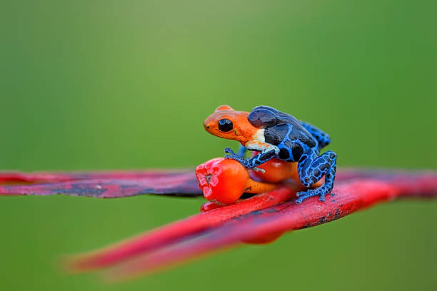 istock Ranitomeya Fantastica 