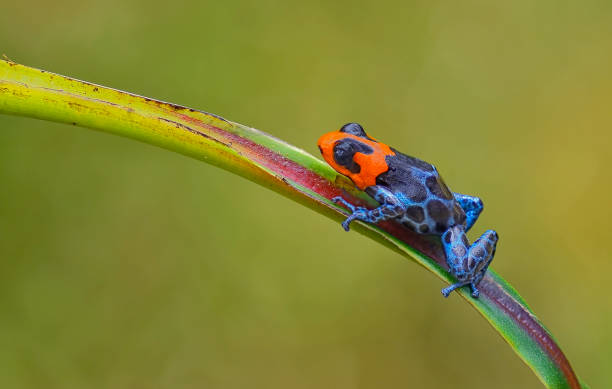 istock Blessed poison frog, Ranitomeya Benedicta 