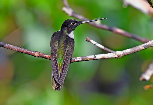 Collared Inca hummingbird perching on a branch