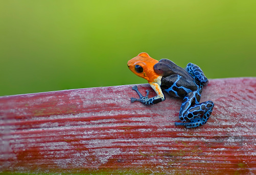 Bluejeans tiny red poison dart frog sitting on brown old leaf waiting. Red body with blue spots and blue legs and blue hands in Costa Rica rainforest Maratopia