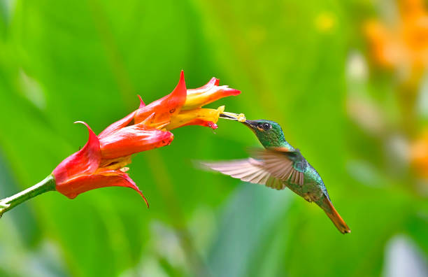istock Gould's jewelfront hummingbird extracting nectar from a red and yellow flower while in flight 1923083168