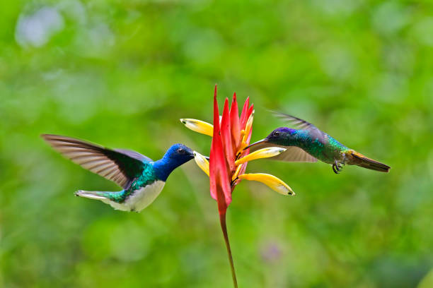 White-Necked Jacobin hummingbird with a Golden-Tailed Sapphire Hummingbird
