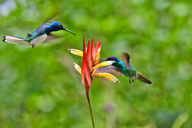 istock White-Necked Jacobin hummingbird with a Golden-Tailed Sapphire Hummingbird 1923085241