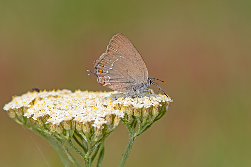 Ilex Hairstreak butterfly on white flowering plant. Close-up, under the wing (Satyrium ilicis)