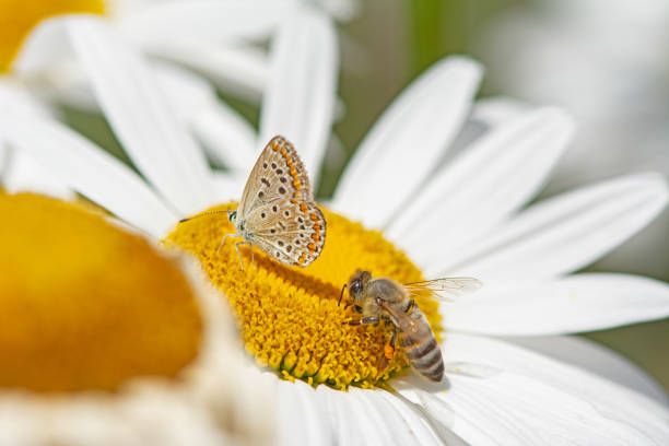 istock Common Blue butterfly and honey bee on daisies. Close-up, under the wing. (Polyommatus icarus ) 1923096748