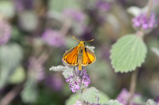 Small Skipper butterfly on purple flower, close-up, on the wing. (Thymelicus sylvestris )