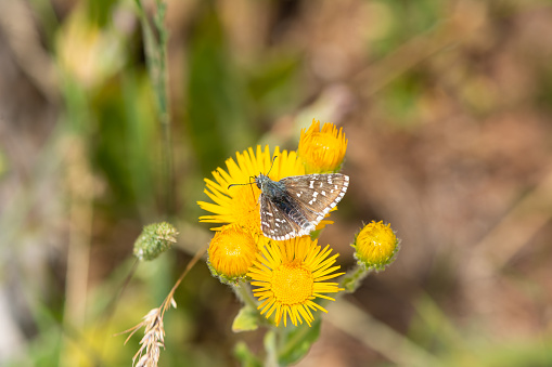 Oberthür's Grizzled Skipper butterfly on yellow coloured flower. Close-up, on the wing. (Pyrgus armoricanus )