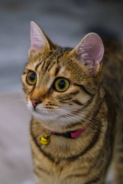 istock Kitten on the place, Cute Cat photos 1923106150