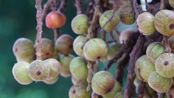 istock Ficus racemosa (the cluster fig, red river fig, gular, elo, loa, Ficus glomerata). In India, the bark is rubbed on a stone with water to make a paste, which can be applied to boils or mosquito bites. 1923125305
